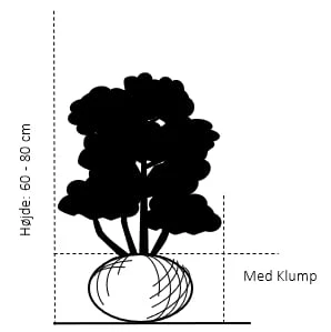 Hækthuja 'Holmstrup' Thuja Occidentalis 'Holmstrup' Med Klump,- 60-80 Cm. 4 Hækthuja 'Holmstrup' Thuja Occidentalis 'Holmstrup' Med Klump,- 60-80 Cm. - Billede 2