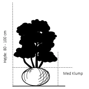 Kirsebærlaurbær 'Etna' Prunus Laurocerasus 'Etna' Med Klump,- 80-100 Cm. 4 Kirsebærlaurbær 'Etna' Prunus Laurocerasus 'Etna' Med Klump,- 80-100 Cm. - Billede 2