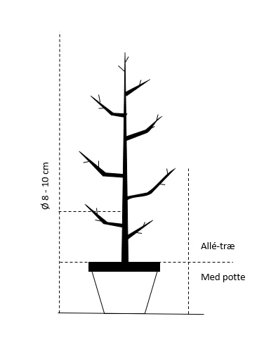 Valnød 'Chandler' Juglans Regia 'Chandler' Alletræ, Stammeomkreds 8-10 Cm. Med Potte 4 Valnød 'Chandler' Juglans Regia 'Chandler' Alletræ, Stammeomkreds 8-10 Cm. Med Potte - Billede 2