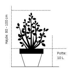Magnolia Magnolia 'Black Tulip' Potte 10 Liter,- 80-100 Cm. 4 Magnolia Magnolia 'Black Tulip' Potte 10 Liter,- 80-100 Cm. - Billede 2