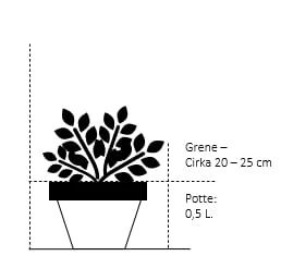 Almindelig Taks 'Brande Select' Taxus Baccata 'Brande Select' Potte 0,5 Liter, 20-25 Cm. 4 Almindelig Taks 'Brande Select' Taxus Baccata 'Brande Select' Potte 0,5 Liter, 20-25 Cm. - Billede 2