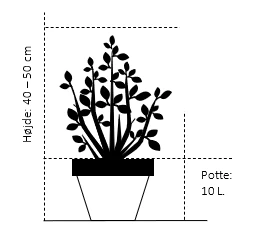 Japansk Dværgahorn Acer Palmatum Dissectum Potte 10 Liter 40-50 Cm. 4 Japansk Dværgahorn Acer Palmatum Dissectum Potte 10 Liter 40-50 Cm. - Billede 2