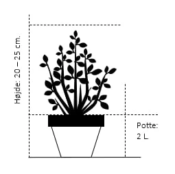 Benved 'Harlequin' Euonymus Fortunei 'Harlequin' Potte 2,0 Liter,- 20-25 Cm. 4 Benved 'Harlequin' Euonymus Fortunei 'Harlequin' Potte 2,0 Liter,- 20-25 Cm. - Billede 2