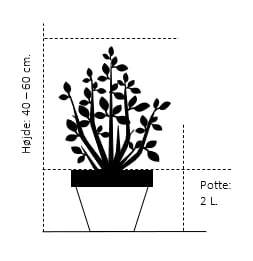 Stjernemagnolie Magnolia Stellata Potte 2,0 Liter,- 40-60 Cm. 4 Stjernemagnolie Magnolia Stellata Potte 2,0 Liter,- 40-60 Cm. - Billede 2