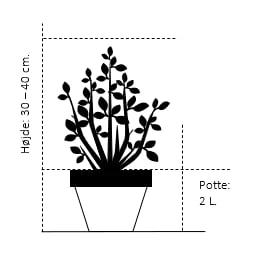 Knopbusk Cephalanthus Occidentalis Potte 2,0 Liter,- 30-40 Cm. 4 Knopbusk Cephalanthus Occidentalis Potte 2,0 Liter,- 30-40 Cm. - Billede 2