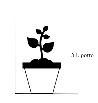 Elefantgræs 'Malepartus' Miscanthus Sinensis 'Malepartus' 3,0 Liter Potte 4 Elefantgræs 'Malepartus' Miscanthus Sinensis 'Malepartus' 3,0 Liter Potte - Billede 2