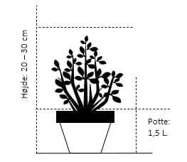 Benved 'Green Spire' Euonymus Micr. 'Green Spire' Potte 1,5 Liter,- 20-30 Cm. 4 Benved 'Green Spire' Euonymus Micr. 'Green Spire' Potte 1,5 Liter,- 20-30 Cm. - Billede 2