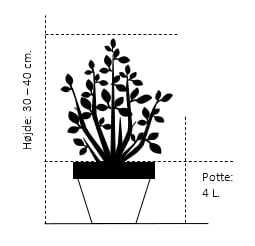 Uægte Jasmin 'Manteau D'Hermine' Philadelphus 'Manteau D'Hermine' Potte 4,0 Liter,- 30-40 Cm. 4 Uægte Jasmin 'Manteau D'Hermine' Philadelphus 'Manteau D'Hermine' Potte 4,0 Liter,- 30-40 Cm. - Billede 2