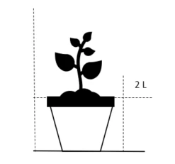 Vårgyvel Cytisus Praecox 'Allgold' Potte 2 Liter. -Osmo Salgsbutik 20 2 liter ac43 4