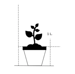 Russisk Salvie 'Little Spire' Perovskia Atriplicifolia 'Little Spire' 1 Liter Potte -Osmo Salgsbutik 25 1 liter potte c4a2