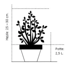 Pieris 'Bonfire' Pieris Japonica 'Bonfire' Potte 2,5 Liter, - 25-30 Cm. -Osmo Salgsbutik 321 potte 2 5 liter 25 30 cm 7789 3