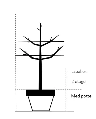 Æble 'Cox Orange Queen' Malus X 'Cox Orange Queen' Espalier 2 Etager,- Med Potte 4 Æble 'Cox Orange Queen' Malus X 'Cox Orange Queen' Espalier 2 Etager,- Med Potte - Billede 2
