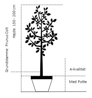 Sødkirsebær 'Skeena' - Selvbestøvende Prunus X 'Skeena' - Selvbestøvende 4-8 Grene, 130-170 Cm. 10 Liter Potte (Colt) 4 Sødkirsebær 'Skeena' - Selvbestøvende Prunus X 'Skeena' - Selvbestøvende 4-8 Grene, 130-170 Cm. 10 Liter Potte (Colt) - Billede 2