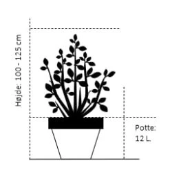 Hjertetræ Cercidiphyllum Japonicum Potte 12 Liter,- 100-125 Cm. -Osmo Salgsbutik 385 potte 12 liter 100 125 cm 35f1