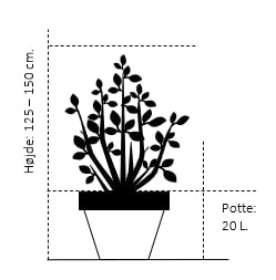 Japansk Løn Acer Palmatum 'Osakazuki' Potte 20 Liter,- 125-150 Cm. 4 Japansk Løn Acer Palmatum 'Osakazuki' Potte 20 Liter,- 125-150 Cm. - Billede 2
