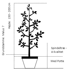 Sur Kirsebær Skyggemorel Prunus X Skyggemorel 4-8 Grene, 140-180 Cm. 10 Liter Potte 4 Sur Kirsebær Skyggemorel Prunus X Skyggemorel 4-8 Grene, 140-180 Cm. 10 Liter Potte - Billede 2