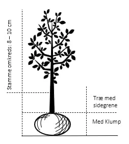 Æble 'Elstar/Elshof' Malus X 'Elstar/elshof' Træ Med Sidegrene,- Stammeomkreds 8-10 Cm. Med Klump 4 Æble 'Elstar/Elshof' Malus X 'Elstar/elshof' Træ Med Sidegrene,- Stammeomkreds 8-10 Cm. Med Klump - Billede 2