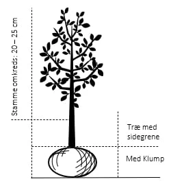 Æble 'Rubinola' Malus X 'Rubinola' Træ Med Sidegrene,- Stammeomkreds 20-25 Cm. Med Klump 4 Æble 'Rubinola' Malus X 'Rubinola' Træ Med Sidegrene,- Stammeomkreds 20-25 Cm. Med Klump - Billede 2
