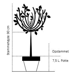 Fuji-kirsebær 'Kojou-no-mai' Prunus Incisa 'Kojou-no-mai' Opstammet 90 Cm. 7,5 Liter Potte 4 Fuji-kirsebær 'Kojou-no-mai' Prunus Incisa 'Kojou-no-mai' Opstammet 90 Cm. 7,5 Liter Potte - Billede 2