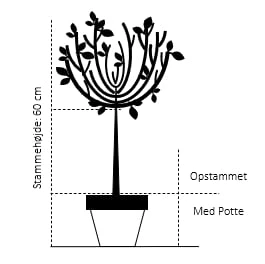 Opstammet Dværgmispel Cotoneaster Micr. 'streib'S Findling' Opstammet 60 Cm. Med Potte 4 Opstammet Dværgmispel Cotoneaster Micr. 'streib'S Findling' Opstammet 60 Cm. Med Potte - Billede 2
