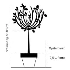 Paradisæble ’Coralcole’ Malus ’coralcole’ Opstammet 80 Cm. 7,5 Liter Potte -Osmo Salgsbutik 537 opstammet 80 cm 7 5 liter potte e244 4