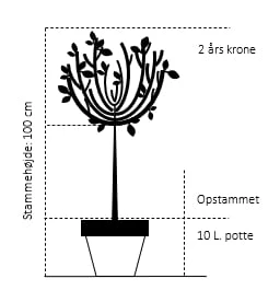 Dværg Syren 'Palibin' Syringa Meyeri 'Palibin' Opstammet 100 Cm. 10 Liter Potte,- 2 års Krone 4 Dværg Syren 'Palibin' Syringa Meyeri 'Palibin' Opstammet 100 Cm. 10 Liter Potte,- 2 års Krone - Billede 2