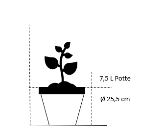 Storfrugtet Hassel 'Bolviller' Corylus Avellana 'Bolviller' 7,5 Liter Potte 4 Storfrugtet Hassel 'Bolviller' Corylus Avellana 'Bolviller' 7,5 Liter Potte - Billede 2