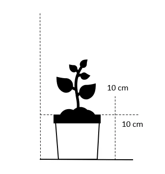 Mørk Blåaks Sesleria Heufleriana 10 Cm. Potte 4 Mørk Blåaks Sesleria Heufleriana 10 Cm. Potte - Billede 2