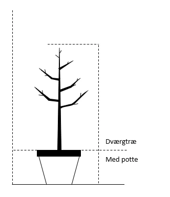 Æble 'Rosette' Malus X 'Rosette' Dværgtræ, 3-5 Grene, 6,7 Liter Potte, 80-100 Cm. 4 Æble 'Rosette' Malus X 'Rosette' Dværgtræ, 3-5 Grene, 6,7 Liter Potte, 80-100 Cm. - Billede 2