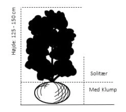 Storfrugtet Surbær Aronia Melanocarpa Solitær Busk 125-150 Cm., Med Klump -Osmo Salgsbutik 670 solitaer busk 125 150 cm med klump 81eb 7
