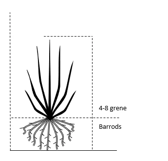 Ribs 'Jonkheer Van Tets' Ribes Rubrum 'Jonkheer Van Tets' Barrods,- 4-8 Grene 4 Ribs 'Jonkheer Van Tets' Ribes Rubrum 'Jonkheer Van Tets' Barrods,- 4-8 Grene - Billede 2