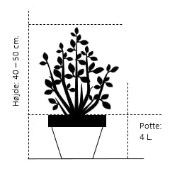 Syrén-Hortensia 'Pinky-Winky' ® Hydrangea Paniculata 'Pinky-winky' ® Potte 4,0 Liter,- 40-50 Cm. 4 Syrén-Hortensia 'Pinky-Winky' ® Hydrangea Paniculata 'Pinky-winky' ® Potte 4,0 Liter,- 40-50 Cm. - Billede 2