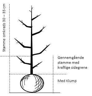 Pære 'Gråpære' Pyrus Communis 'Gråpære' Gennemgående Stamme, Med Kraftige Sidegrene, 30-35 Cm. Omkreds, Med Klump 4 Pære 'Gråpære' Pyrus Communis 'Gråpære' Gennemgående Stamme, Med Kraftige Sidegrene, 30-35 Cm. Omkreds, Med Klump - Billede 2
