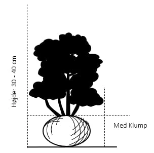 Mini Kirsebærlaurbær Prunus Laurocerasus 'Gajo' Med Klump,- 30-40 Cm. 4 Mini Kirsebærlaurbær Prunus Laurocerasus 'Gajo' Med Klump,- 30-40 Cm. - Billede 2