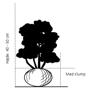 Buksbom Til Hæk Buxus Sempervirens (arborescens) Med Klump,- 40-50 Cm. 4 Buksbom Til Hæk Buxus Sempervirens (arborescens) Med Klump,- 40-50 Cm. - Billede 2