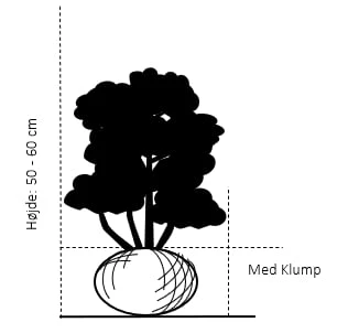 Kirsebærlaurbær 'Prufon' Prunus Laurocerasus 'Prufon' Med Klump,- 50-60 Cm. 4 Kirsebærlaurbær 'Prufon' Prunus Laurocerasus 'Prufon' Med Klump,- 50-60 Cm. - Billede 2