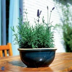 Ægte Lavendel Lavandula Angustifolia Pose Med Frø Eller Løg, 15 -Osmo Salgsbutik fi10184 lavandula angustifolia 03ab