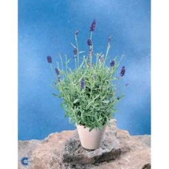 Ægte Lavendel Lavandula Angustifolia Pose Med Frø Eller Løg, 15 -Osmo Salgsbutik fi10184 lavandula angustifolia fbba