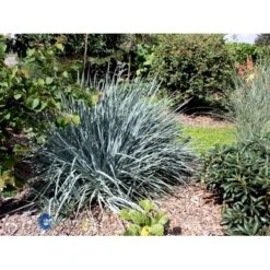 Blå Marehalm 'Blue Dune' Leymus Arenarius 'Blue Dune' 1 Liter Potte 12 Blå Marehalm 'Blue Dune' Leymus Arenarius 'Blue Dune' 1 Liter Potte -Osmo Salgsbutik fi10290 leymus arenarius blue dune 14f0