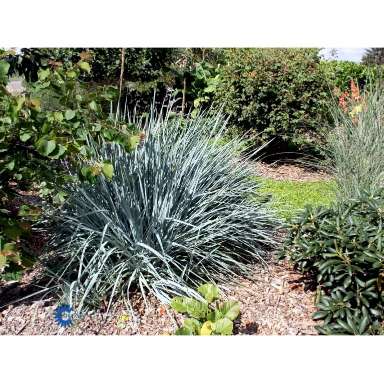 Blå Marehalm 'Blue Dune' Leymus Arenarius 'Blue Dune' 1 Liter Potte 7 Blå Marehalm 'Blue Dune' Leymus Arenarius 'Blue Dune' 1 Liter Potte - Billede 5