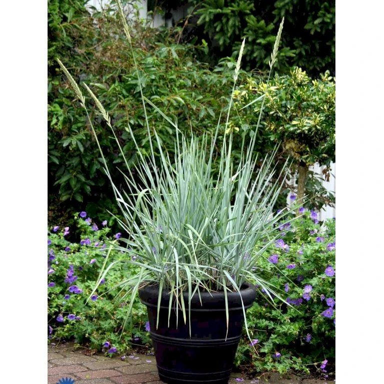 Blå Marehalm 'Blue Dune' Leymus Arenarius 'Blue Dune' 1 Liter Potte 8 Blå Marehalm 'Blue Dune' Leymus Arenarius 'Blue Dune' 1 Liter Potte - Billede 6