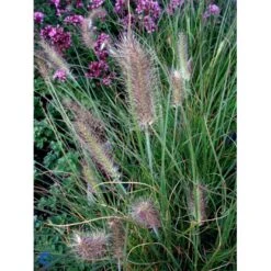 Lampepudsergræs 'Hameln' Pennisetum Alopecuroides 'Hameln' 1 Liter Potte 21 Lampepudsergræs 'Hameln' Pennisetum Alopecuroides 'Hameln' 1 Liter Potte -Osmo Salgsbutik fi11051 pennisetum alopecuroides hameln 4908