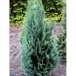 Blå Cypres Til Hæk Chamaecyparis Lawsoniana 'Columnaris' Potte 3,0 Liter,- 40-60 Cm. -Osmo Salgsbutik fi1140 chamaecyparis laws columnaris 2a8a