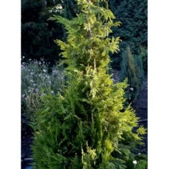 Cypres 'Ivonne' Chamaecyparis Lawsoniana 'Ivonne' Med Klump,- 80-100 Cm. 19 Cypres 'Ivonne' Chamaecyparis Lawsoniana 'Ivonne' Med Klump,- 80-100 Cm. -Osmo Salgsbutik fi1163 chamaecyparis laws ivonne 7d70