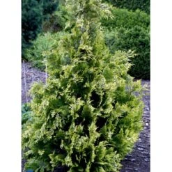 Cypres 'Ivonne' Chamaecyparis Lawsoniana 'Ivonne' Med Klump,- 80-100 Cm. 17 Cypres 'Ivonne' Chamaecyparis Lawsoniana 'Ivonne' Med Klump,- 80-100 Cm. -Osmo Salgsbutik fi1163 chamaecyparis laws ivonne ee1d