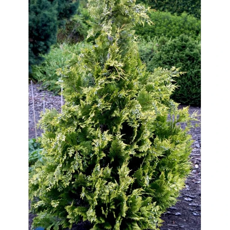 Cypres 'Ivonne' Chamaecyparis Lawsoniana 'Ivonne' Med Klump,- 80-100 Cm. 9 Cypres 'Ivonne' Chamaecyparis Lawsoniana 'Ivonne' Med Klump,- 80-100 Cm. - Billede 7