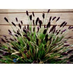 Mørk Blåaks Sesleria Heufleriana 10 Cm. Potte 11 Mørk Blåaks Sesleria Heufleriana 10 Cm. Potte -Osmo Salgsbutik fi12475 sesleria heufleriana c6c1