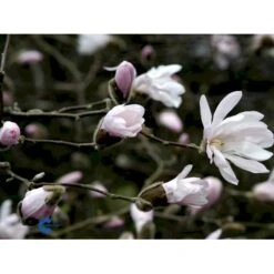 Stjernemagnolia 'Rosea' Magnolia Stellata 'Rosea' Opstammet 130 Cm, 12 Liter Potte -Osmo Salgsbutik fi13517 magnolia stellata rosea 5eaa