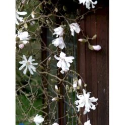 Stjernemagnolia 'Rosea' Magnolia Stellata 'Rosea' Opstammet 130 Cm, 12 Liter Potte -Osmo Salgsbutik fi13517 magnolia stellata rosea 72b2