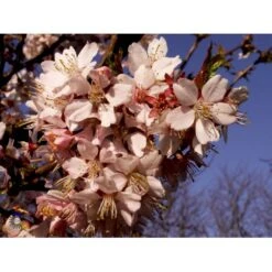 Japansk Bjergkirsebær Prunus Nipponica 'Brillant' Opstammet 50 Cm. 7,5 Liter Potte -Osmo Salgsbutik fi13567 prunus nipponica hachimantai 912e